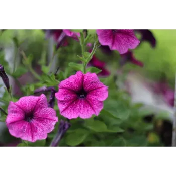 Pansy-Plant (18)-9828620-98248.webp
